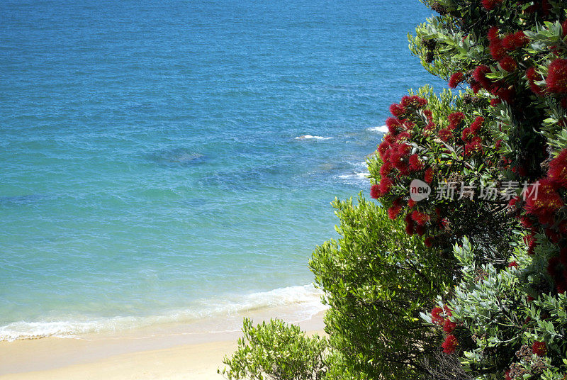 新西兰Pohutukawa &海景